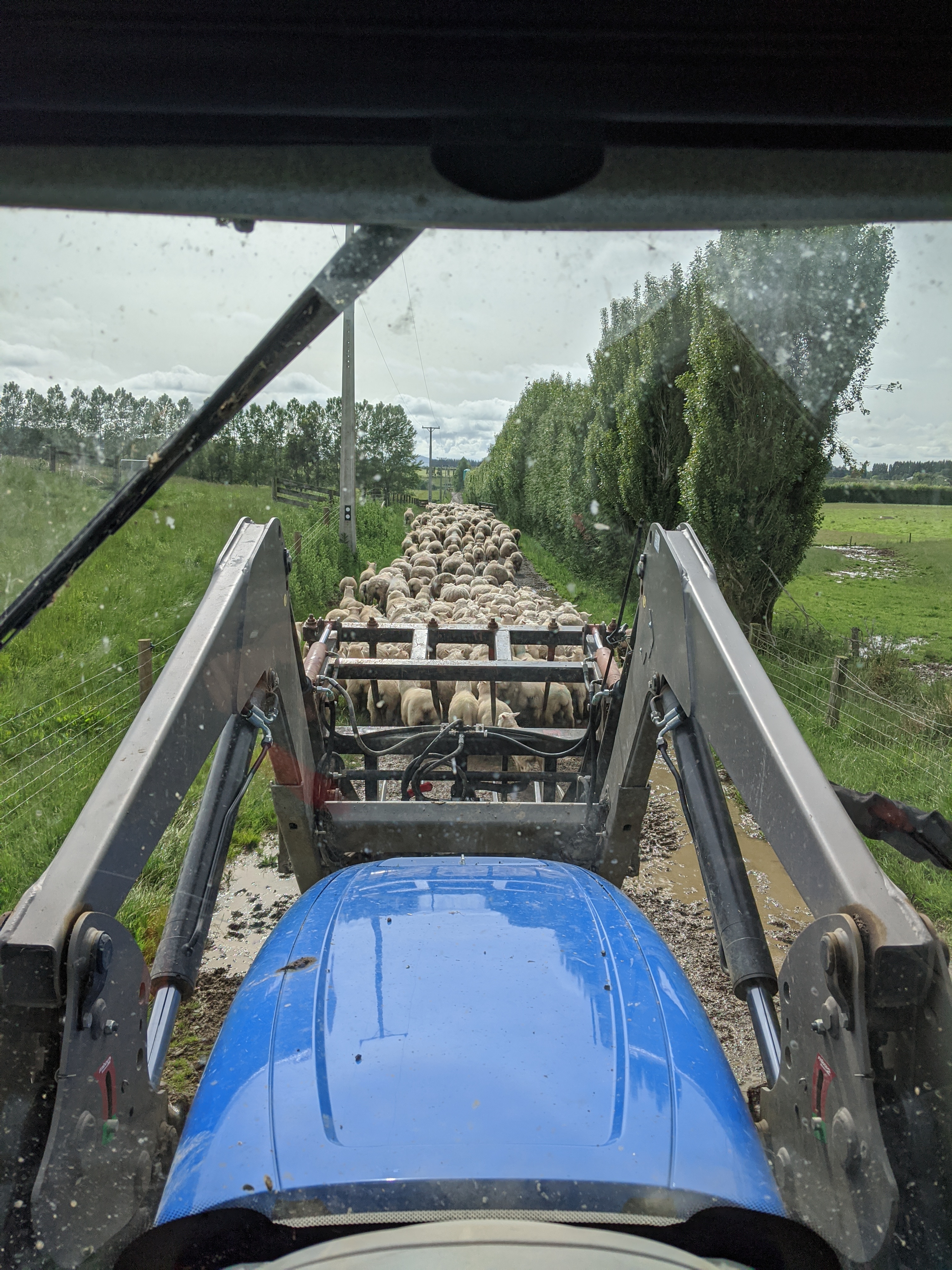 New Zealand photo 10